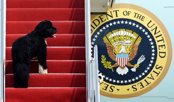 Pets are Back: Biden's 2 Dogs Settle in at White House