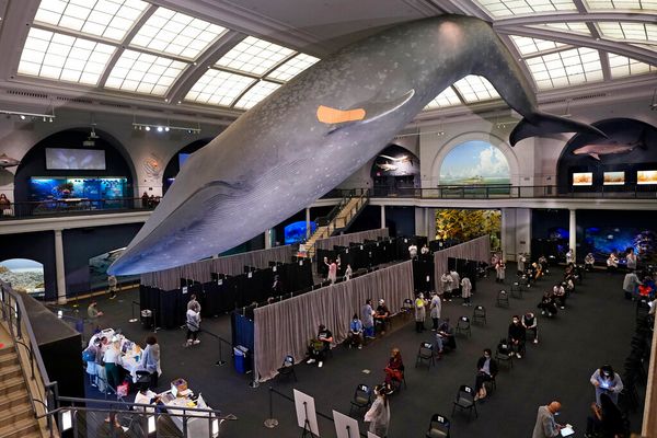 Whale of a Time: Appointment-Free Vaccinations at NYC's Museum of Natural History