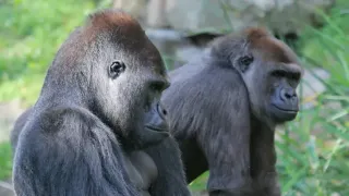 New Study Reveals Ecological and Social Drivers of Same-Sex Sexual Behavior in Non-Human Primates